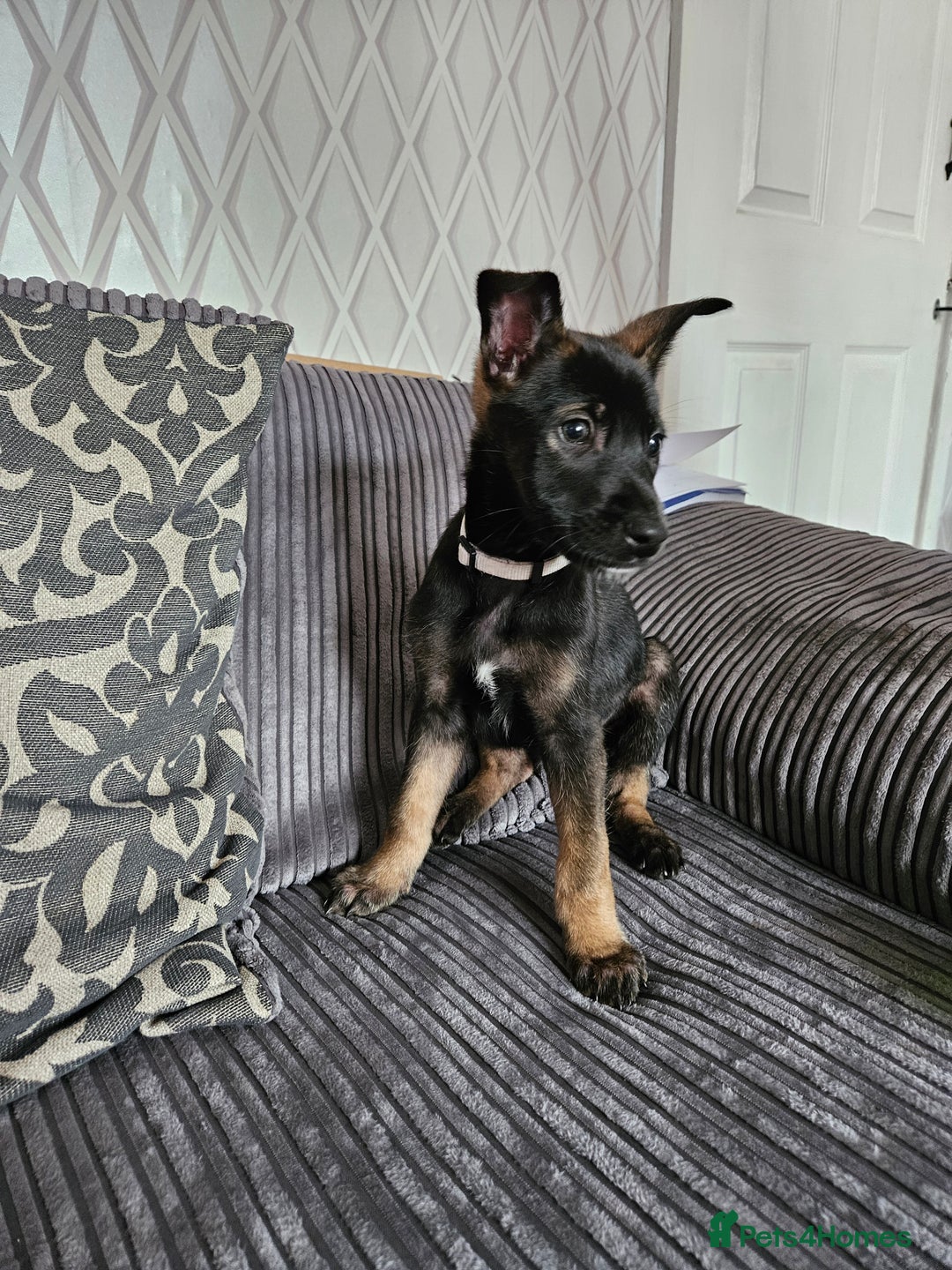 Belgian Shepherd Dog dogs for sale:  Belgian malinois  - Image 5