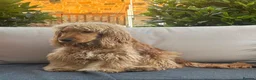 Cocker Spaniel dogs for sale: Female Show Cocker Spaniel in Leeds - Advert 3
