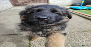 German Shepherd dogs - Advert 11