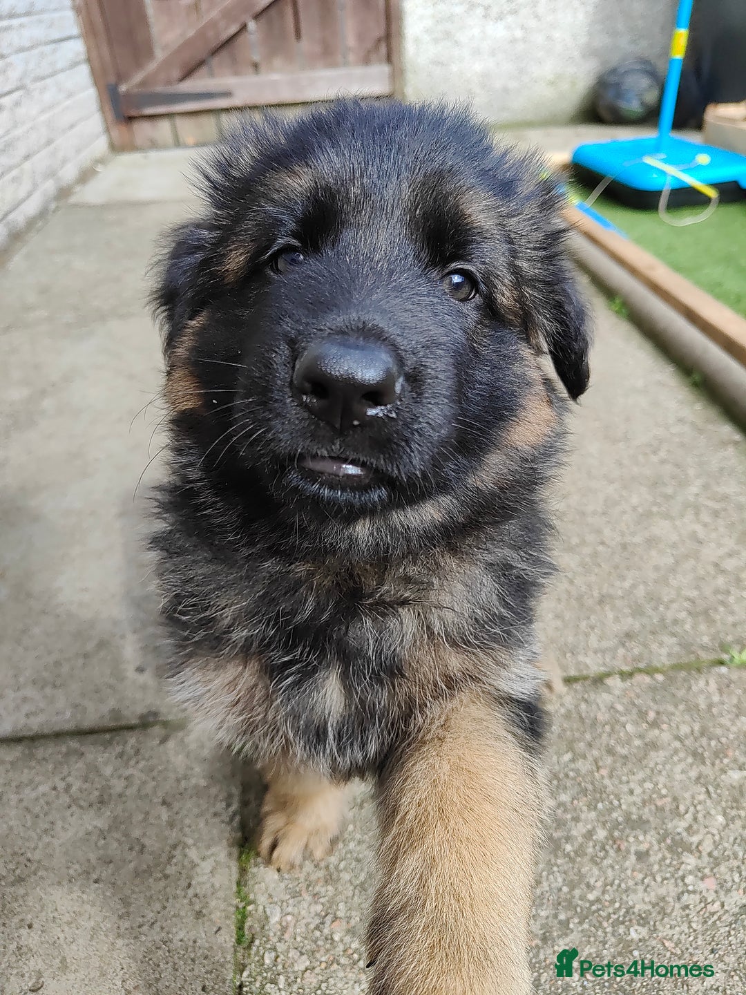 German Shepherd dogs for sale: GSD German shepherd puppies for sale  - Image 3
