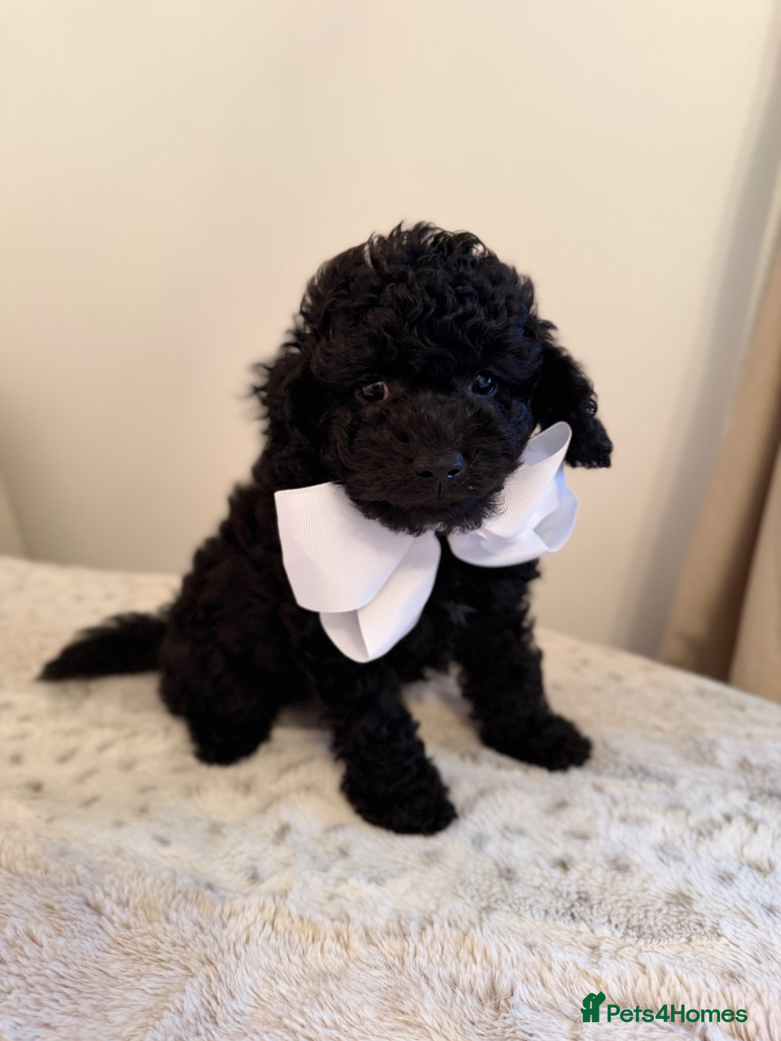 Cockapoo dogs Yankydoodle  - Advert 2