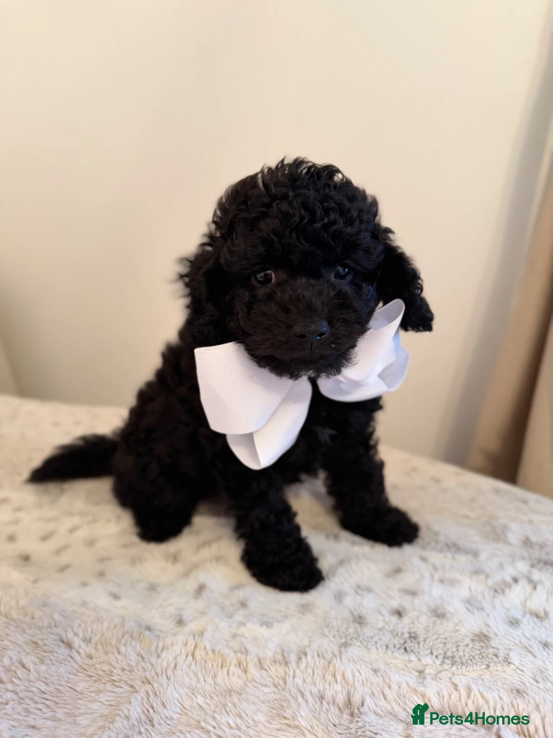 Cockapoo dogs for sale: Yankydoodle  - Advert 2