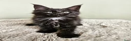 Maine Coon cats for sale: Beautiful Maine Coon kittens  - Advert 26