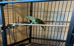 Parrots birds for sale: Alexandrine baby lovely Birds for family  - Image 2