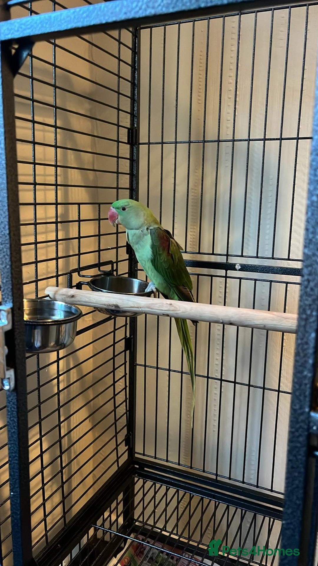 Parrots birds for sale: Alexandrine baby lovely Birds for family  - Image 2