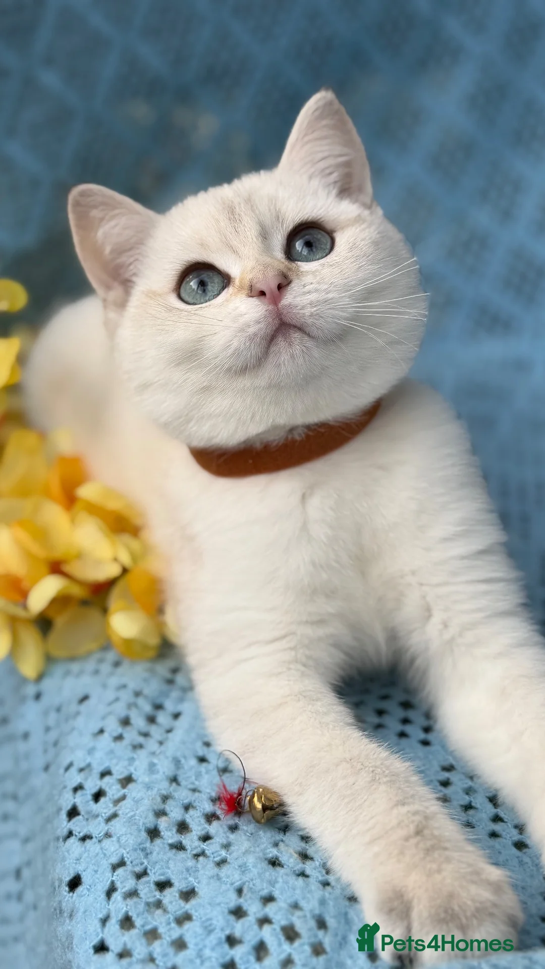British Shorthair cats for sale: British shorthair adorable golden kittens  - Advert 2
