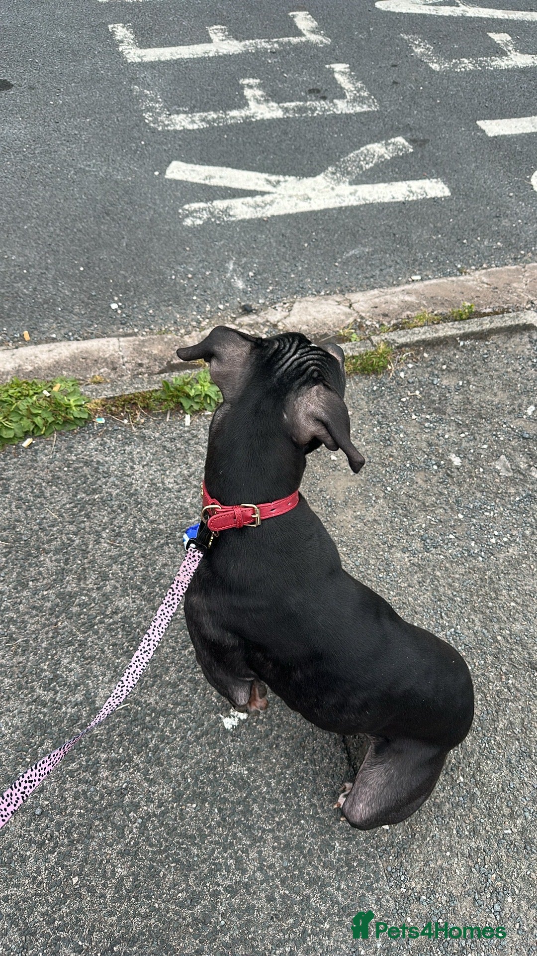 Mixed Breed dogs for sale: Cane Corso x Staffordshire Bull Terrier - Advert 6