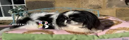 Pekingese dogs for sale: 1 year old kc female - Advert 7
