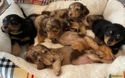 Dachshund dogs for sale: Dachshund long haired miniature - Image 5