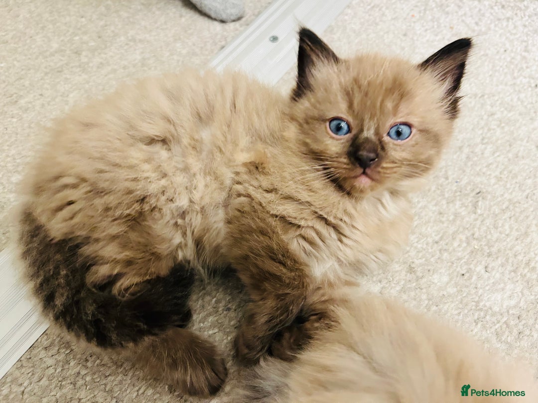 Ragdoll cats for sale: Ragdoll Kittens  - Advert 3