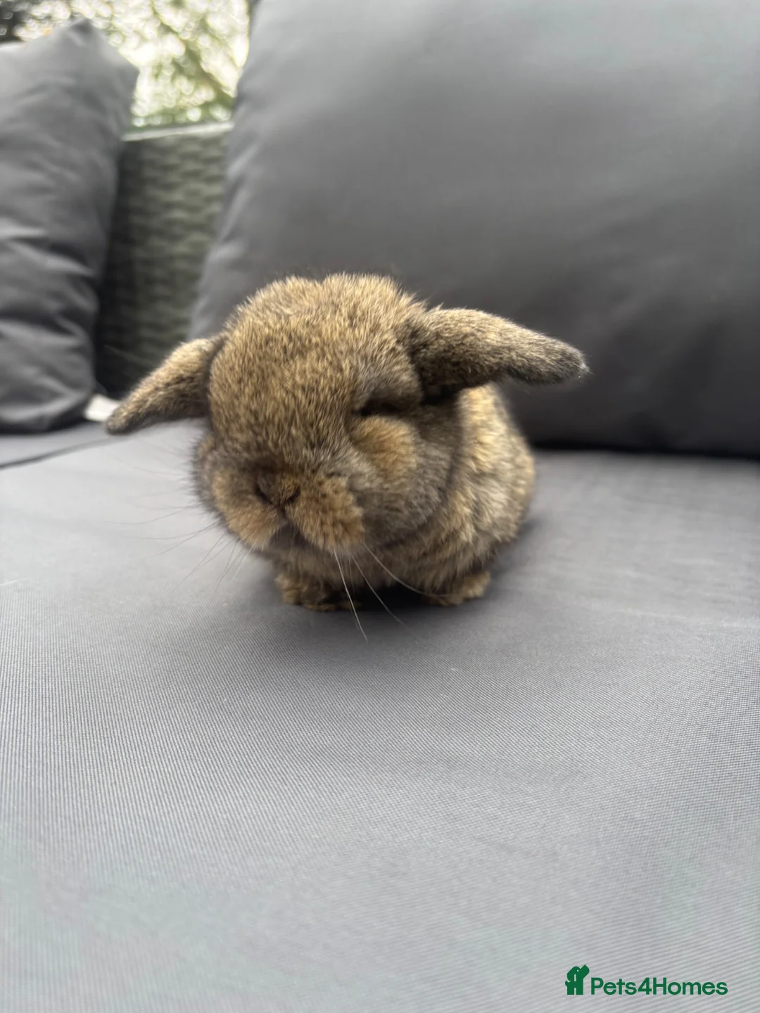 Mini Lop rabbits for sale: Pure mini lop  - Advert 1