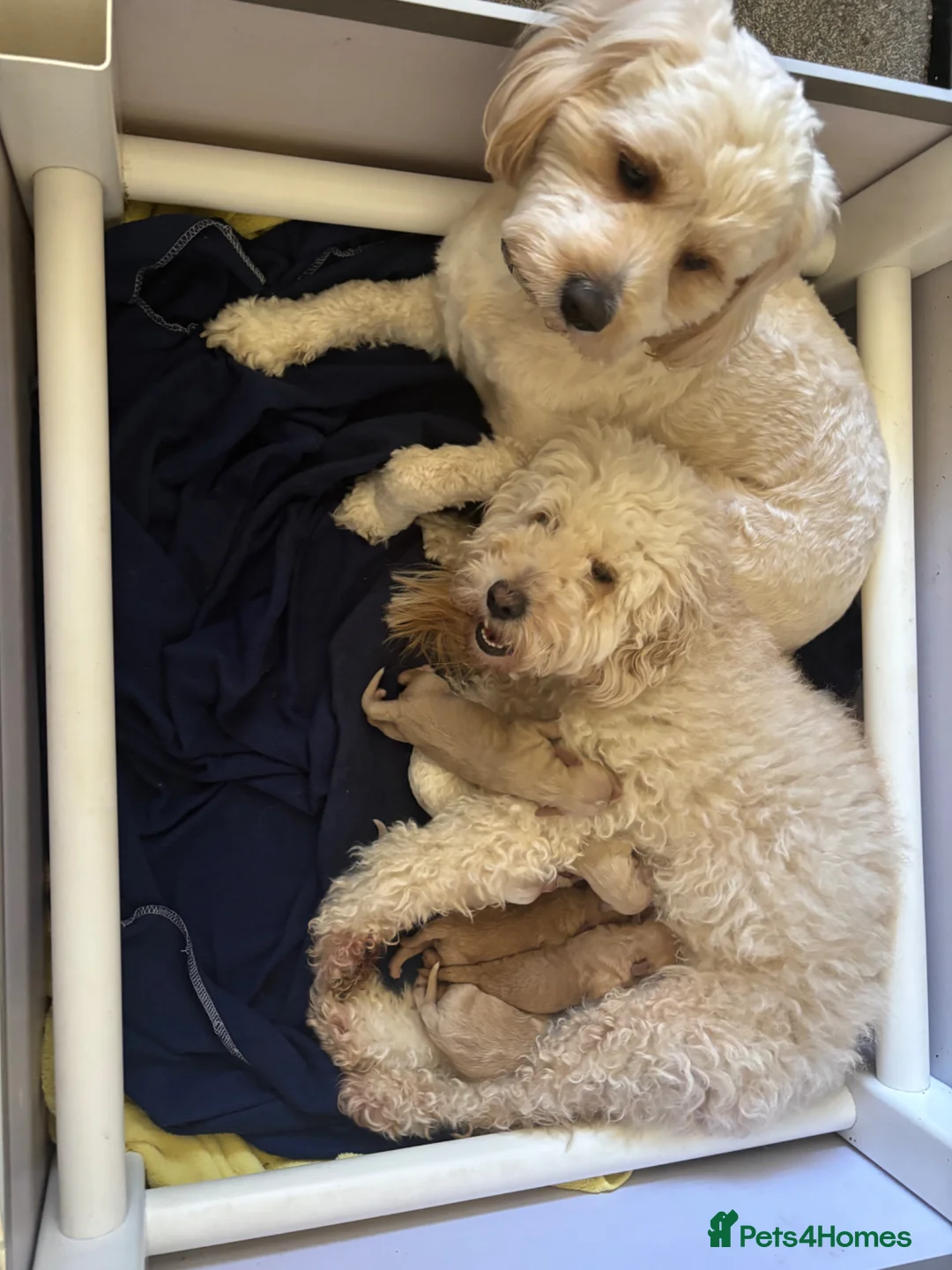 Mixed Breed dogs for sale: Beautiful Cavapoochon puppies for sale. - Advert 6