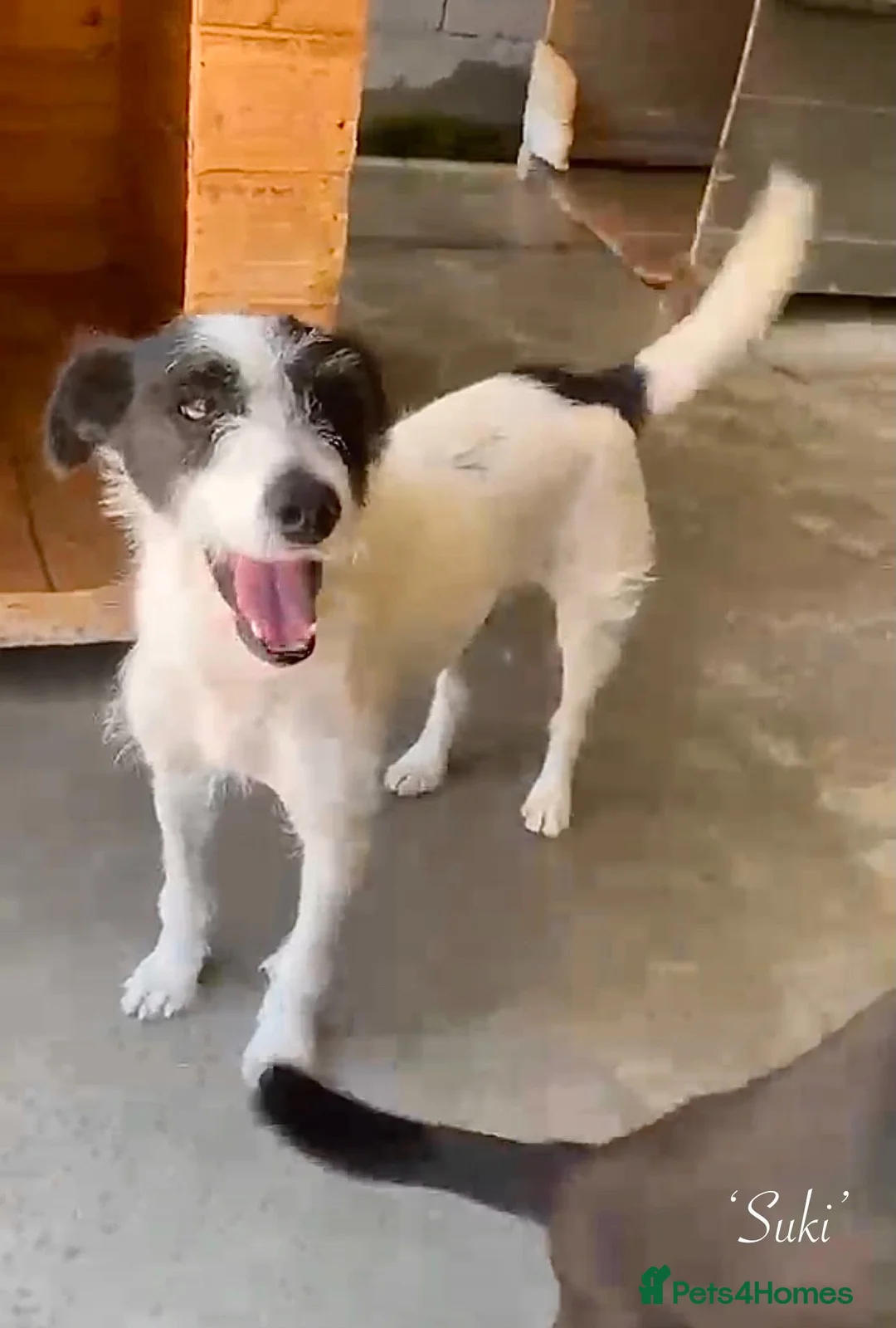 Mixed Breed dogs for adoption: Suki. 4 yrs old approx. Available for adoption  - Advert 1