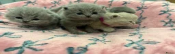British Shorthair cats for sale: Short haired kittens from pedigree parents  - Advert 7