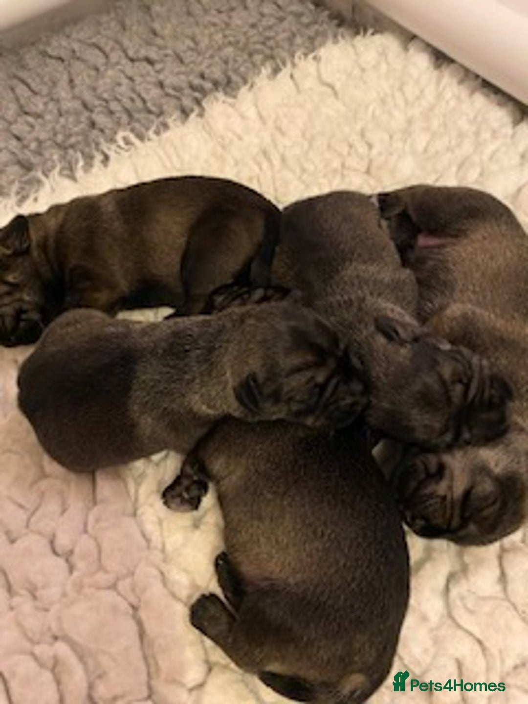 Schnauzer dogs for sale: Kennel Club registered puppies  - Advert 5
