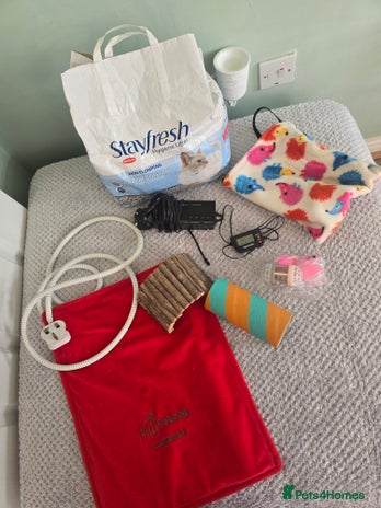 Pygmy Hedgehog rodents - Advert 4