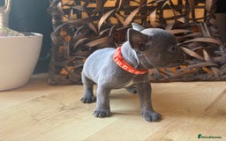French Bulldog dogs for sale: Pedigree Frenchies - New Shade Isabella’s & Lilacs - Image 11