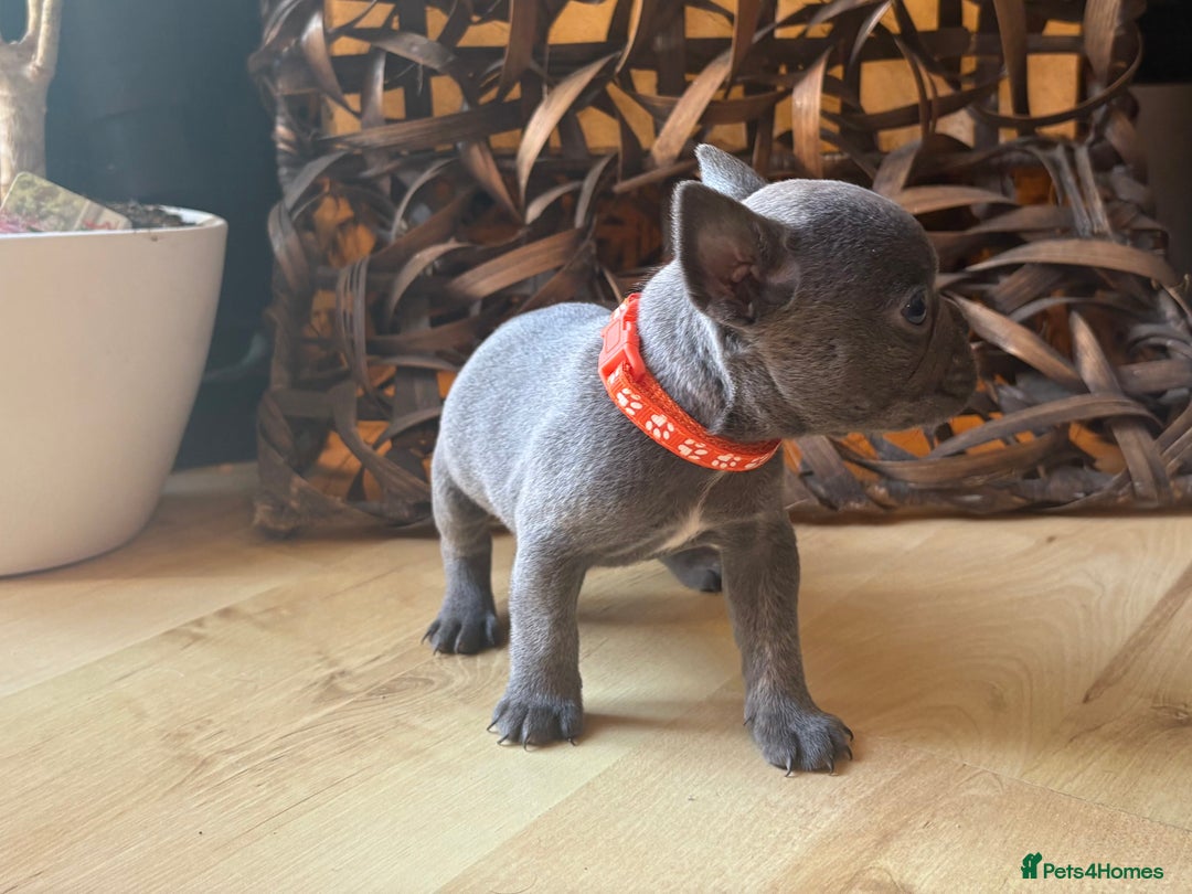 French Bulldog dogs for sale: Pedigree Frenchies - New Shade Isabella’s & Lilacs - Image 11