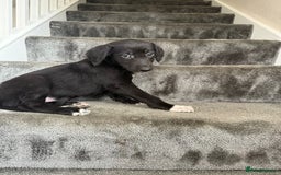 Mixed Breed dogs for sale: Lurcher puppies  - Image 8