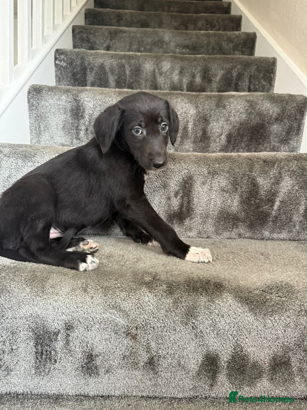 Mixed Breed dogs for sale: Lurcher puppies  - Image 8