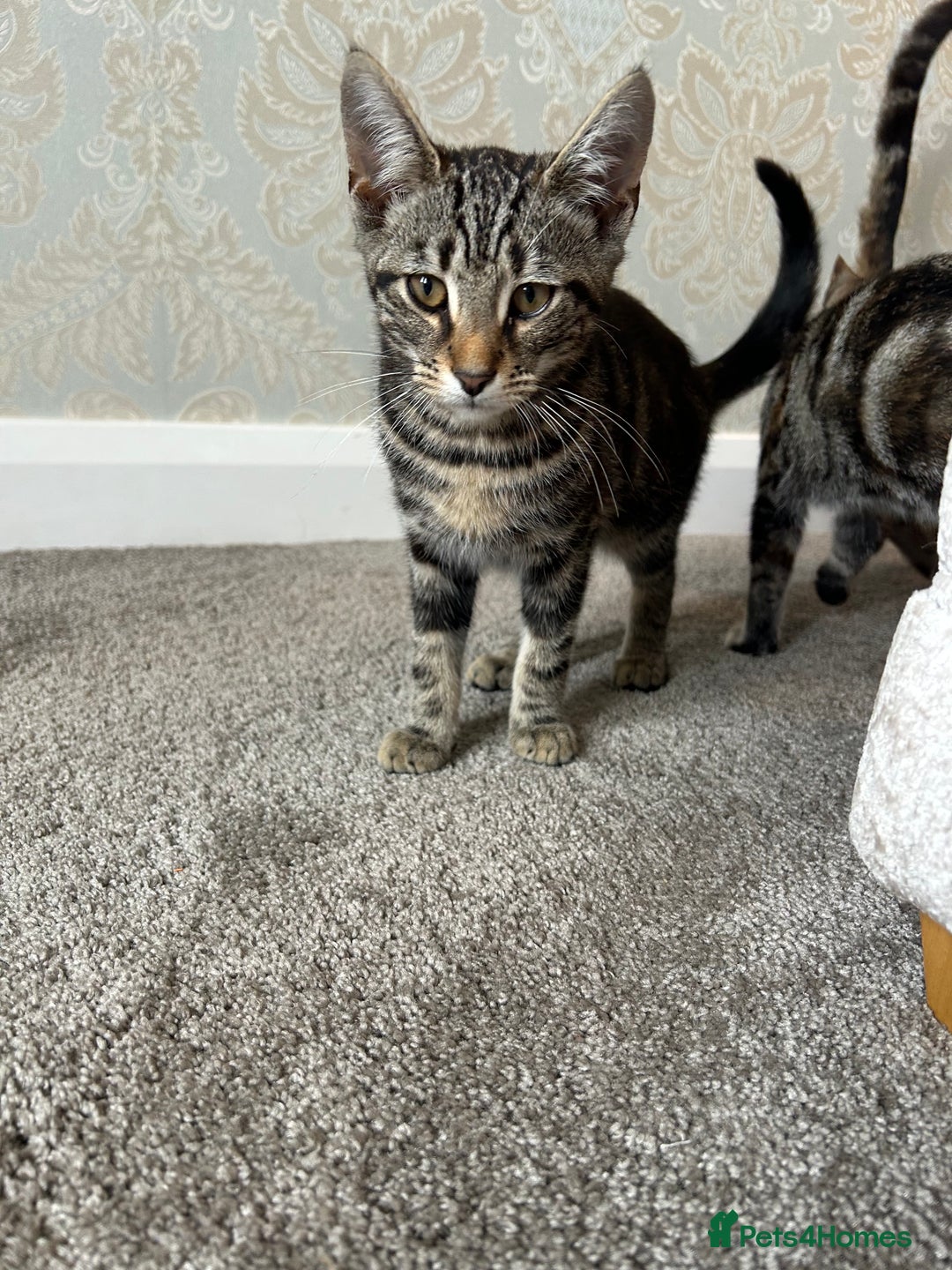 Mixed Breed cats for sale: 2 beautiful kittens ready for a loving home - Image 26
