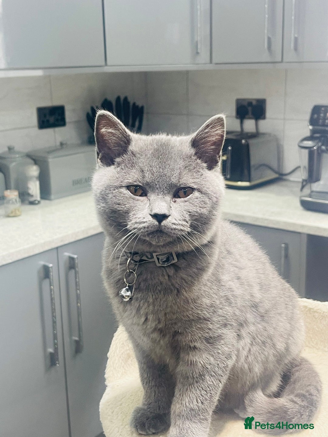 British Shorthair cats for sale: Beautiful Blue Chunky British Shorthair Girl! - Advert 7