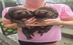 Cocker Spaniel dogs for sale: Show type x working cocker spaniel puppies - Image 9