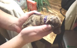 Dachshund dogs for sale: Daushund puppies  - Advert 8