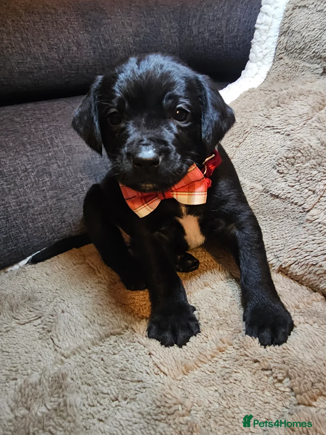 Cockerdor dogs for sale: Exceptional Cockerdor Puppies Ready from 15th May  - Advert 2