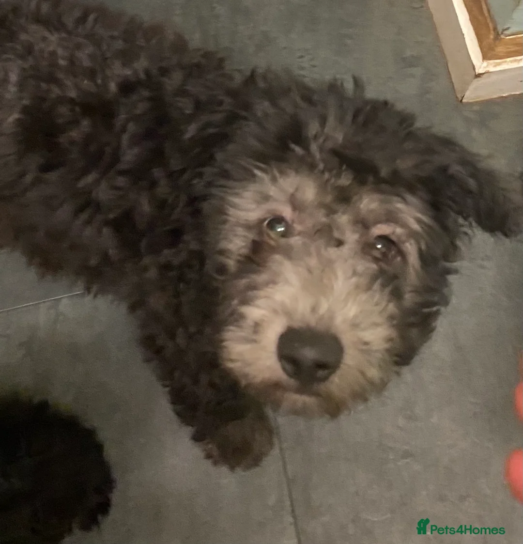 Hungarian Pumi dogs for sale: Rare Breed  - Advert 25