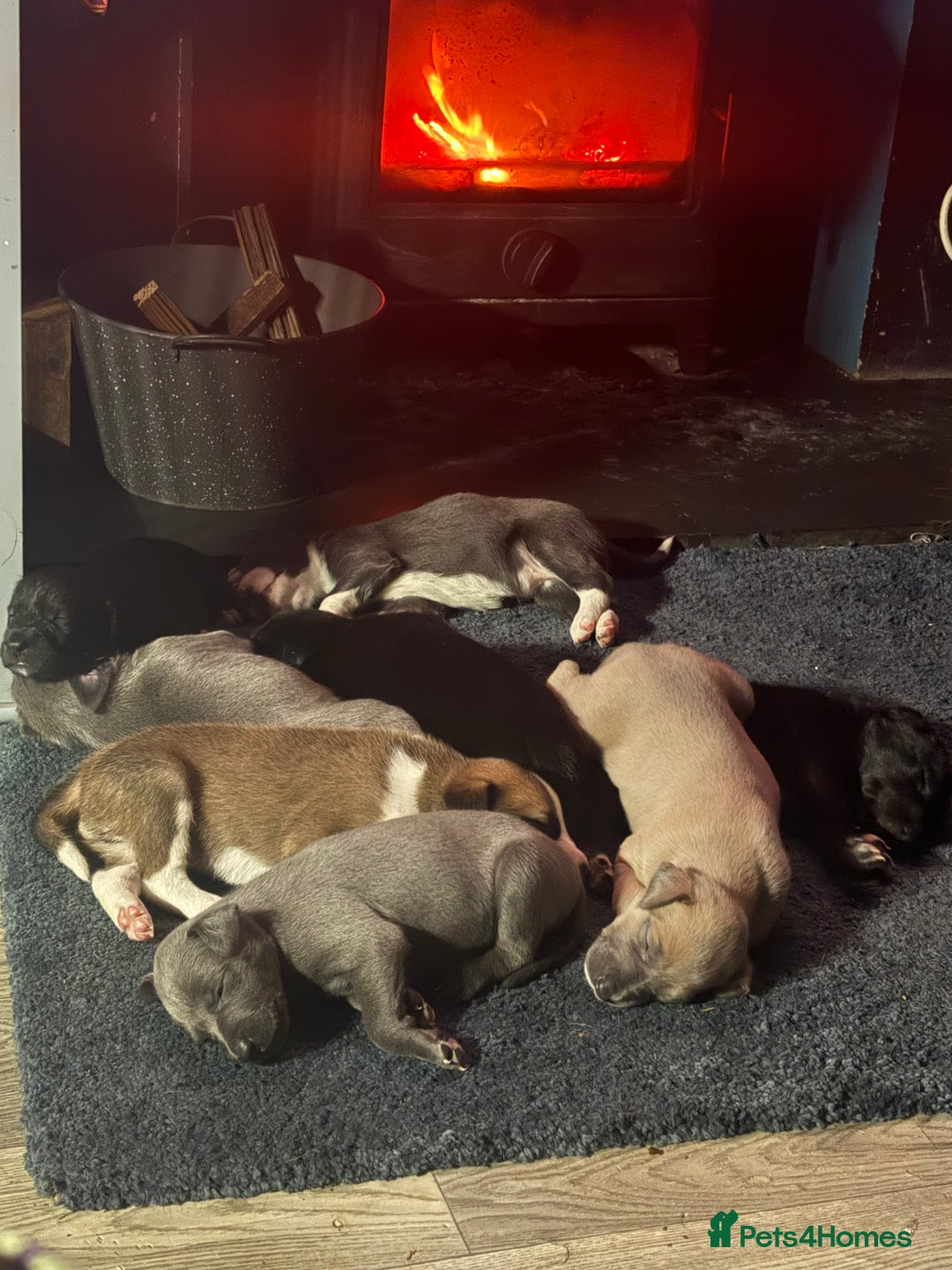 Mixed Breed dogs for sale: 6 whippet x lurcher - Advert 12