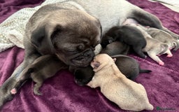 Pug dogs for sale: £500 pug puppies - Image 17