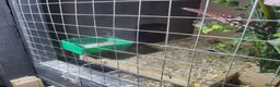 Quail poultry for sale: Quails and full set up - Advert 21