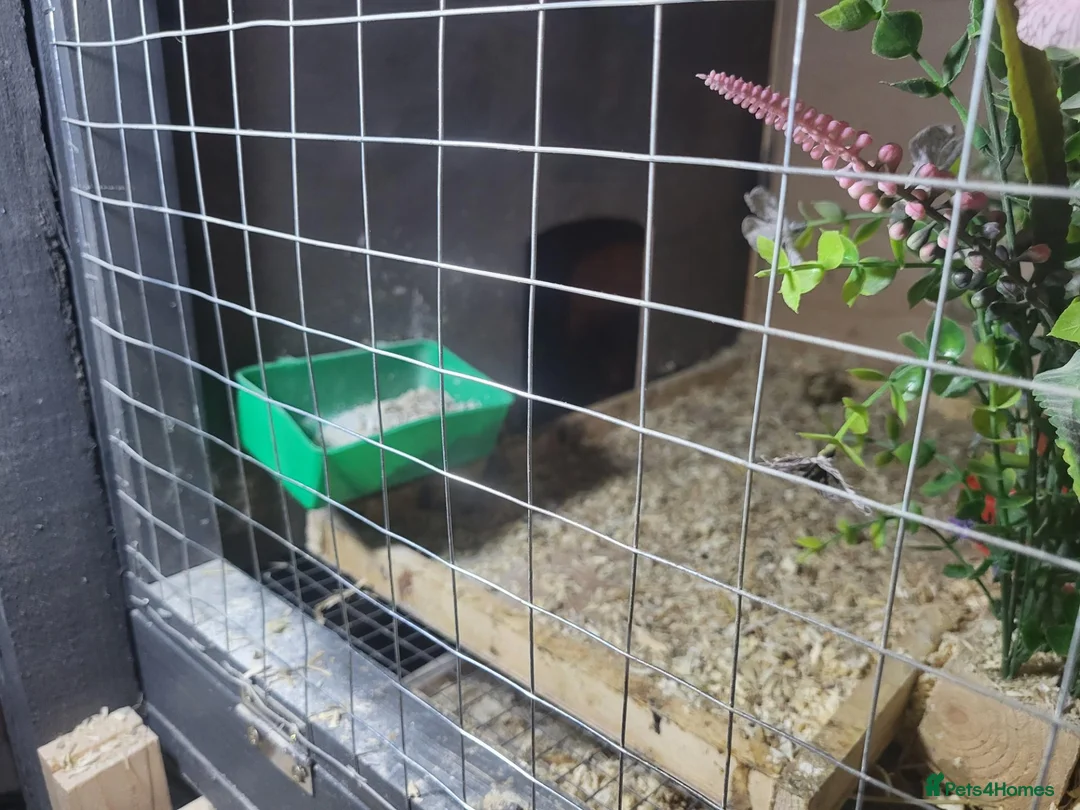 Quail poultry for sale: Quails and full set up - Advert 21