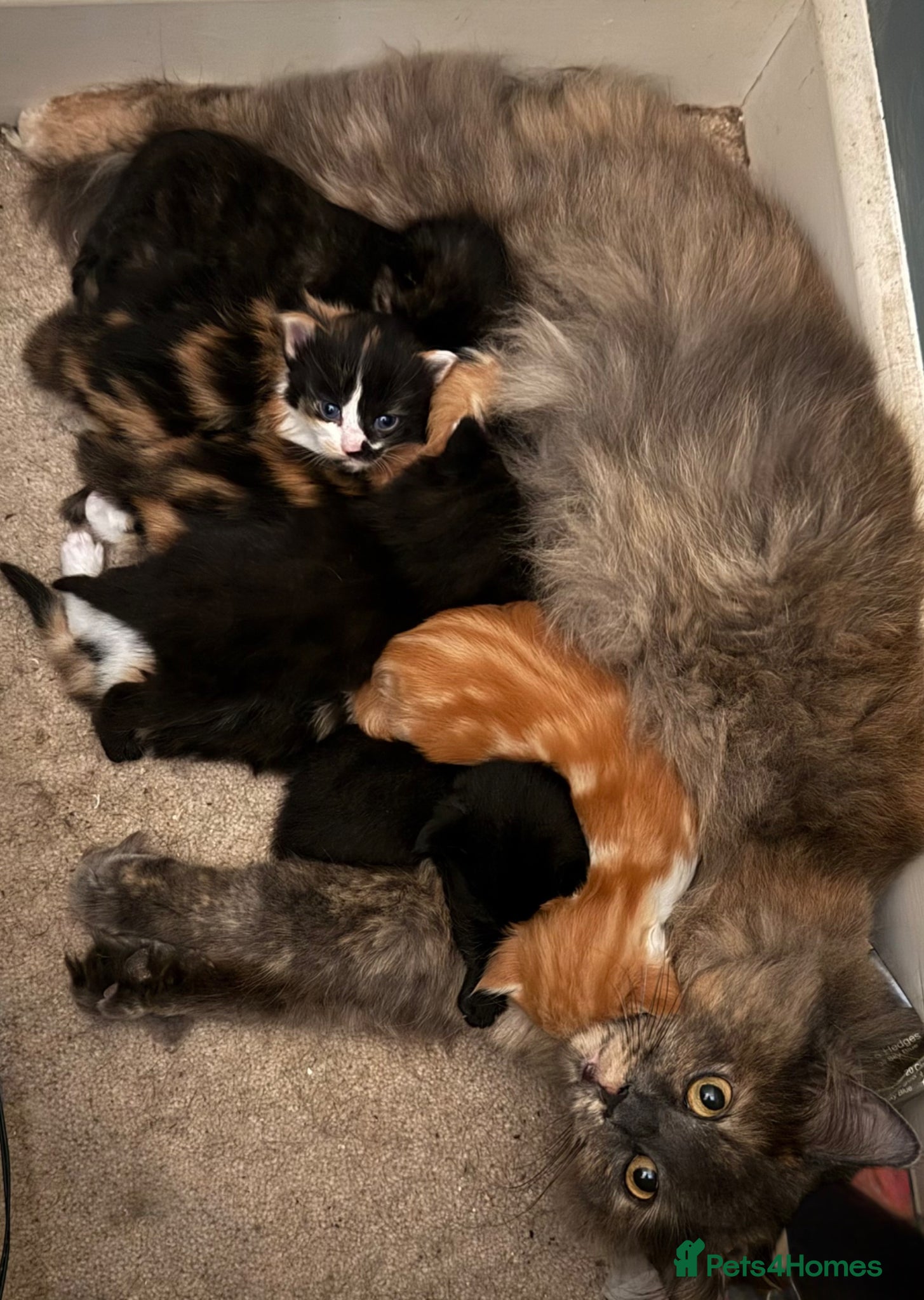 Maine Coon cats Gorgeous Maine Coon kittens - Advert 1