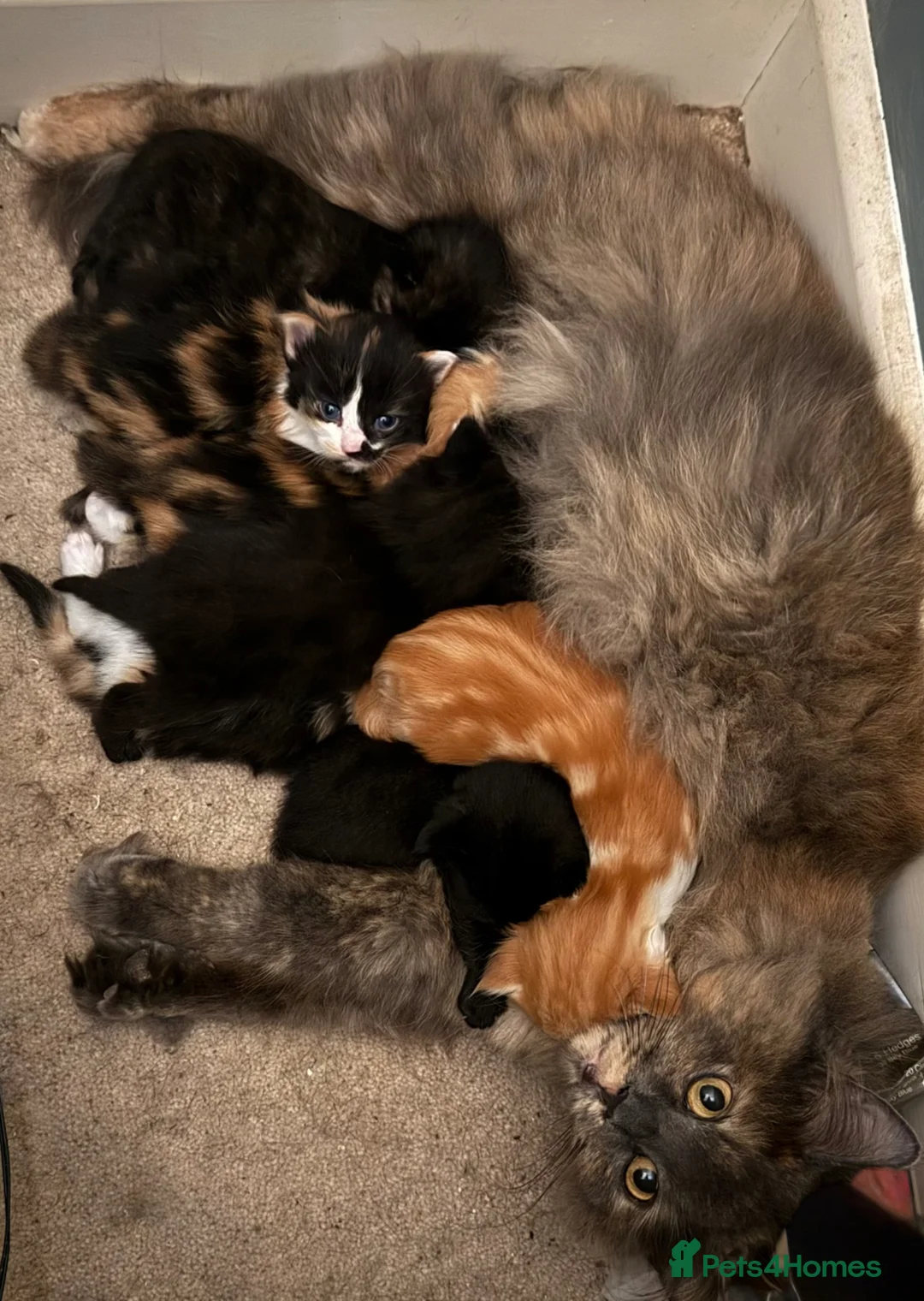 Maine Coon cats for sale: Gorgeous Maine Coon kittens in Southampton - Advert 1