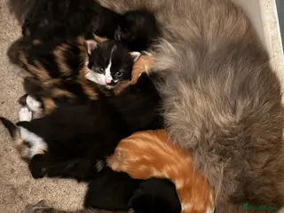 Maine Coon cats Gorgeous Maine Coon kittens - Advert 10