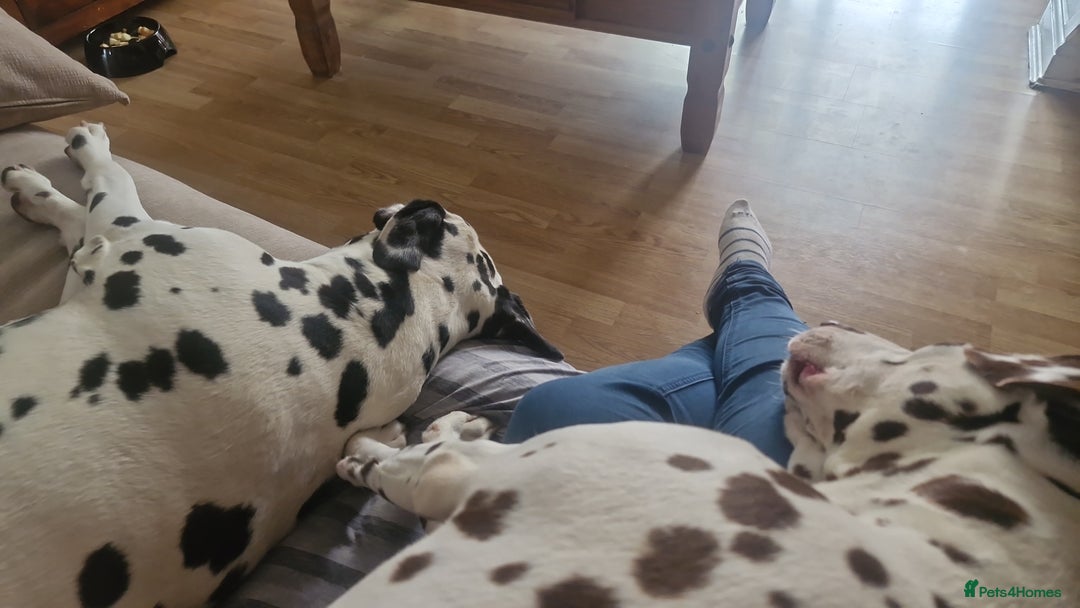Dalmatian dogs for sale: Dalmatians aged 5 - Image 2