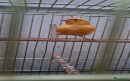 Canaries birds for sale: Canaries  - Image 8