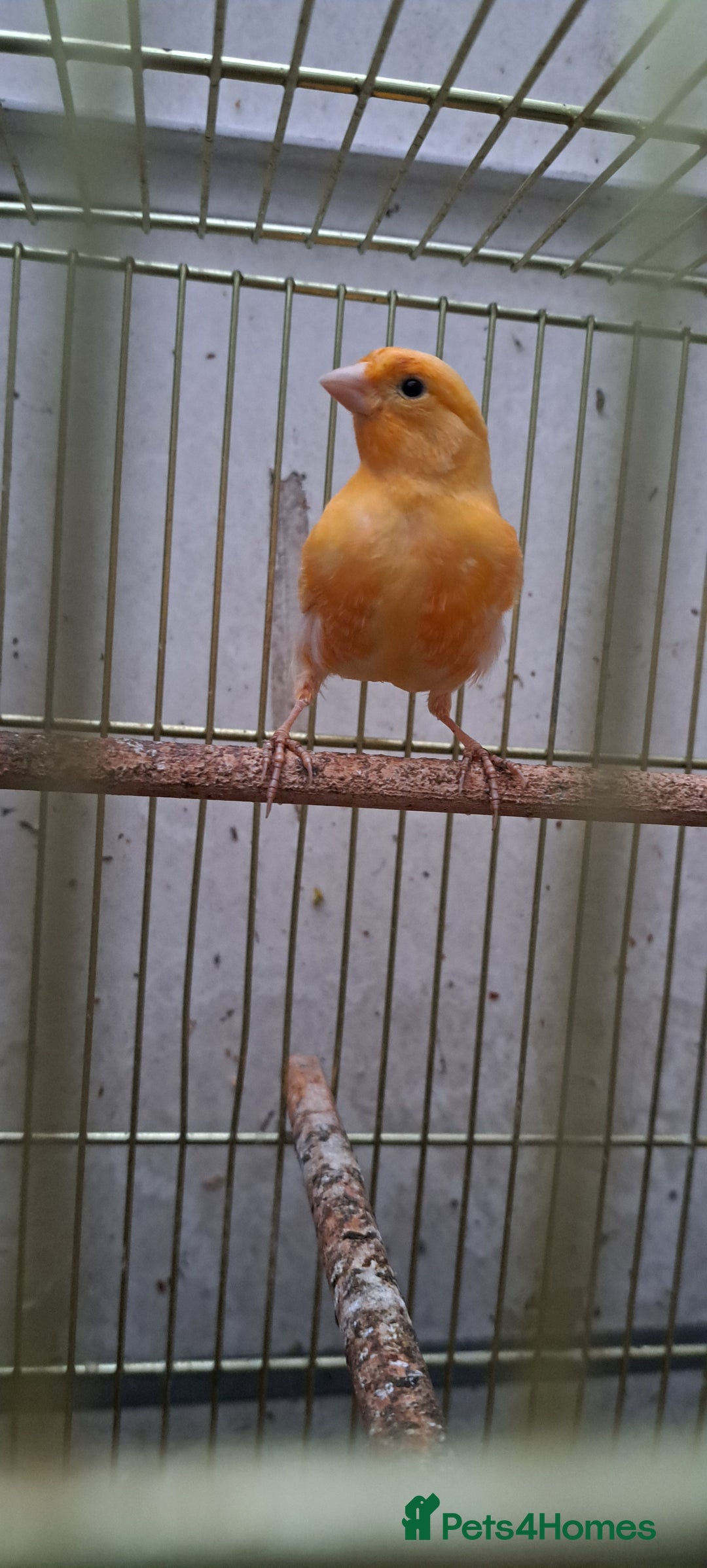 Canaries birds for sale: Canaries  - Image 8