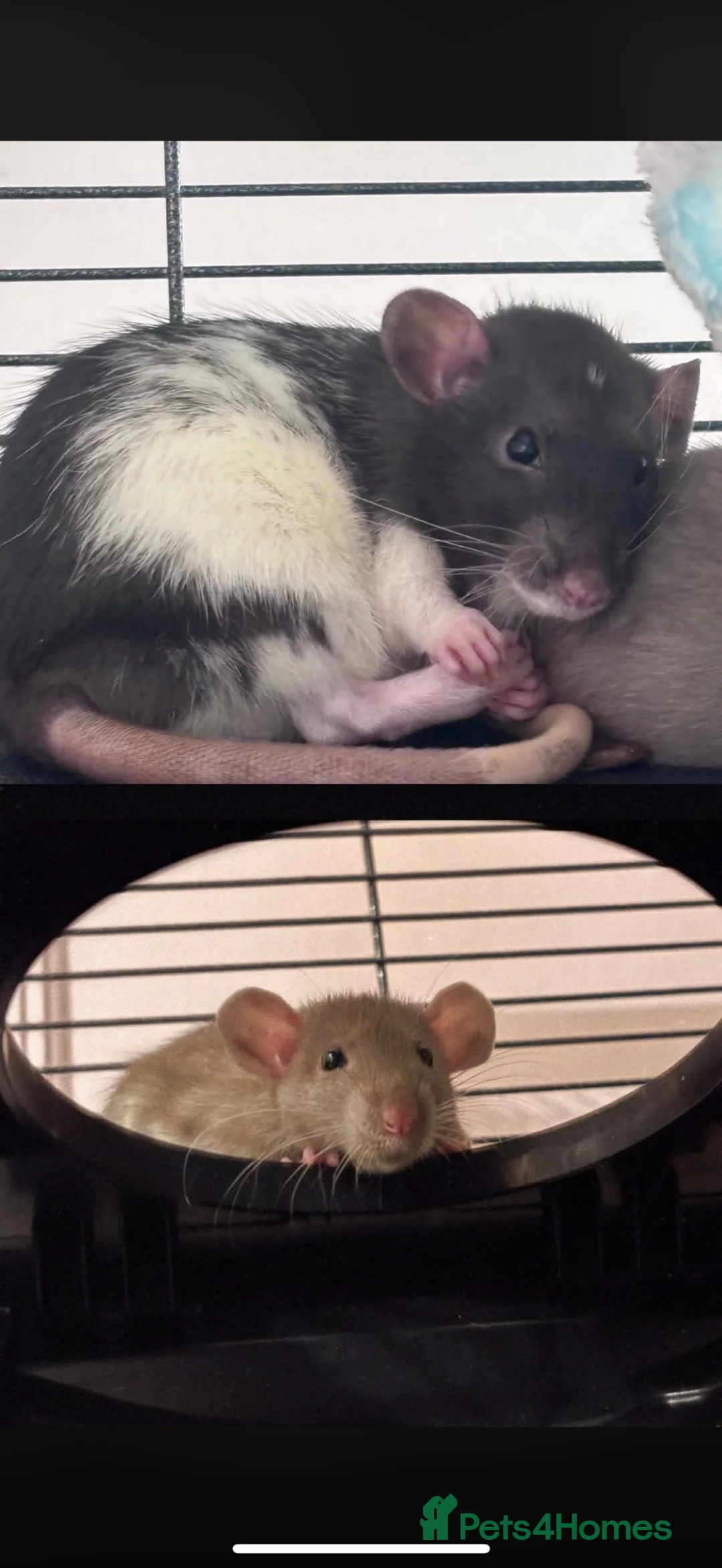 Rat rodents for sale: 13 week old male rat looking for a loving home ❤️ in Queenborough - Advert 5