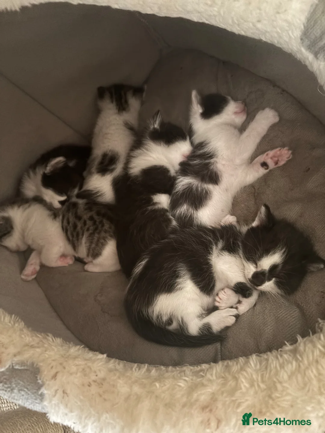 Mixed Breed cats for sale: 4 Female Bengal mixes for sale  - Advert 8