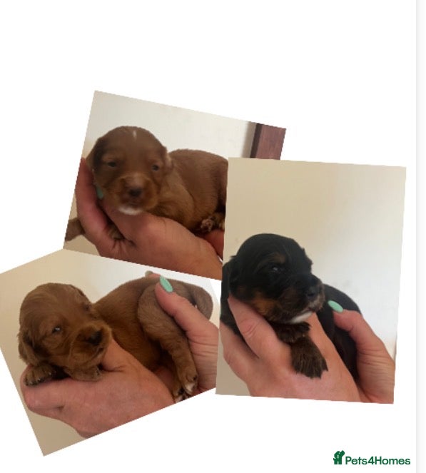 Cocker Spaniel dogs KC COCKER PUPS BLACK WHITE CHOCOLATE TAN TRI RED - Advert 2