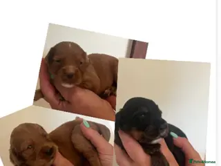 Cocker Spaniel dogs KC COCKER PUPS BLACK WHITE CHOCOLATE TAN TRI RED - Advert 2
