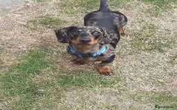 Miniature Dachshund dogs for stud: Stunning Silver Dapple and Tan stud - Image 5