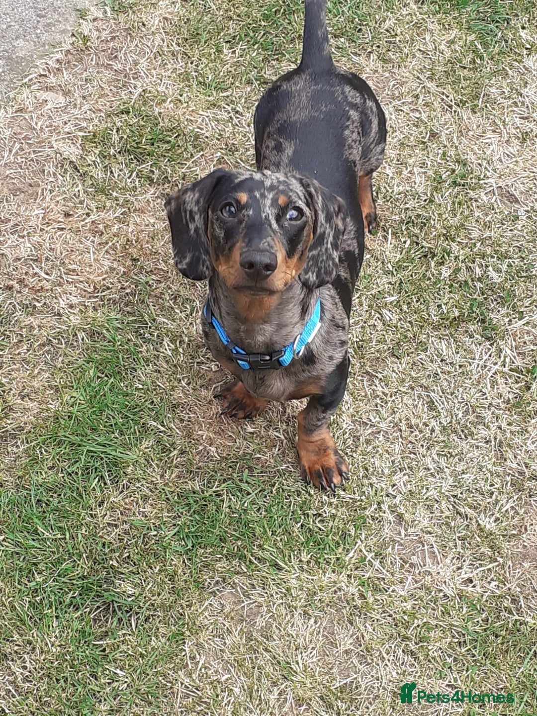 Miniature Dachshund dogs for stud: Stunning Silver Dapple and Tan stud - Image 5