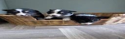 Border Collie dogs for sale: Border Collie Puppies - Advert 7