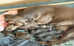 Cocker Spaniel dogs for sale: Beautiful working Cocker Spaniel puppies - Image 1