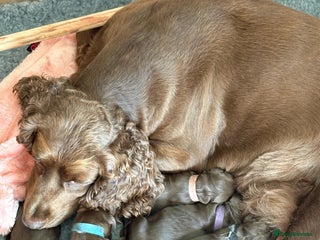 Cocker Spaniel dogs - Advert 2