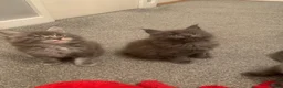 Maine Coon cats for sale: AMAZING TICA REGISTERED KITTENS - Advert 16